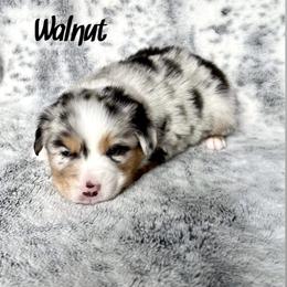 Boy 3 - Blue merle Miniature Australian Shepherd puppy in Cusick, Washington from Dry Ridge Miniature Australian Shepherds