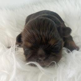 Rudolph - Chocolate and tan male Shih Tzu puppy in Connersville, Indiana from Anna’s Farmhouse Shihtzus