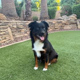 Pixie - Miniature Australian Shepherd