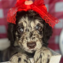 Jade - Merle Goldendoodle puppy in Charlotte, North Carolina from Ben and Jerry Doodles