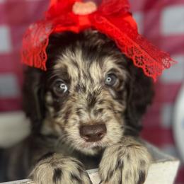 Jade - Merle Goldendoodle puppy in Charlotte, North Carolina from Ben and Jerry Doodles