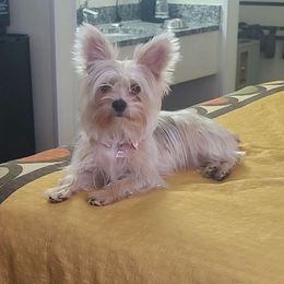 Cinnamon - Yorkshire Terrier