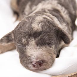 Yellow collar - Chocolate merle female Bernedoodle puppy in Lehi, Utah from Our Little Farm Life Doodles