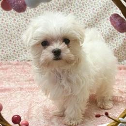 Angel TEACUP - White female Maltese puppy in Monticello, Iowa from Ashley’s Puppies