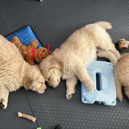 Golden Retriever Puppies from Golden Hour Golden Retrievers