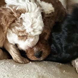Cavapoos from Pinkney Poodles
