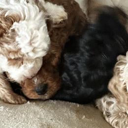 Cavapoos from Pinkney Poodles