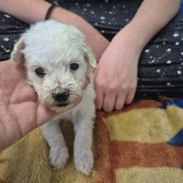 Jake - White male Maltipoo puppy in Everett, Washington from Meadows Ranch