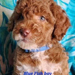 Blue fish- Dr Suess litter - Red male Labradoodle puppy in Phelan, California from Family Doodles