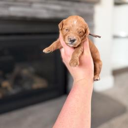 Grumpy - Brown Collar - Red  male Goldendoodle puppy in Billings, Montana from Montana Raised Doodles