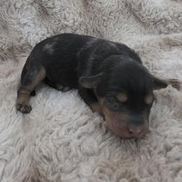 Girl 1 - Tri-color female Labradoodle puppy in Centerville, Utah from Reid Wasatch Doodles