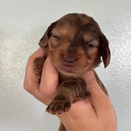 Simba - Dapple male Dachshund puppy in Lumberton, Mississippi from Doris’ Darlin Doxies & Doodles
