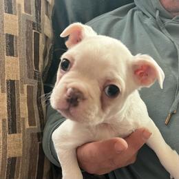 Frost - Blue male Boston Terrier puppy in Red Bluff, California from SunnyValley Bostons
