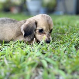 Cora - Dapple Dachshund puppy in Sebring, Florida from Mini Weenies