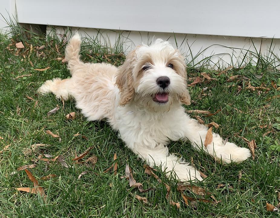 Darling Labradoodles in North Carolina Australian Labradoodle puppies