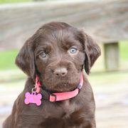 Boykin Spaniels and Labrador Retrievers from Triple Creek Kennel