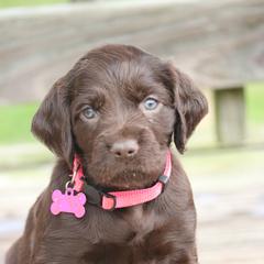 Boykin Spaniels and Labrador Retrievers from Triple Creek Kennel