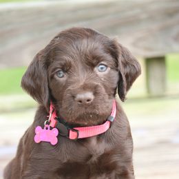 Boykin Spaniels and Labrador Retrievers from Triple Creek Kennel
