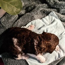 Poodle Puppies from Pantheon Poodles