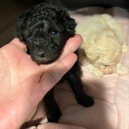 Dakota - Silver female Poodle puppy in Birmingham, Alabama from Stormborn
