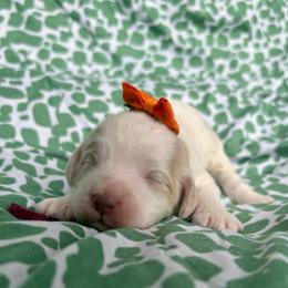 Mead - Caramel cream female Labradoodle puppy in Camden, North Carolina from Oopsie Doodles of NC