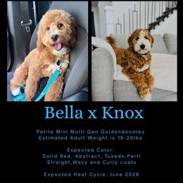 Upcoming litter read description - Red  female Goldendoodle puppy in Fort Myers, Florida from Gandystailsofjoy
