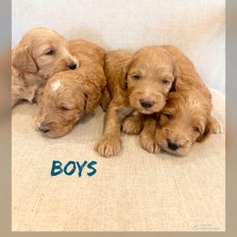 Boy 3 - Apricot male Goldendoodle puppy in Glendale, Arizona from Follow Your Bliss Doodles