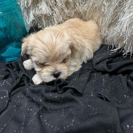 Milo - White and tan male Morkie puppy in Taylorsville, North Carolina from Mountain Top Hot Tailz