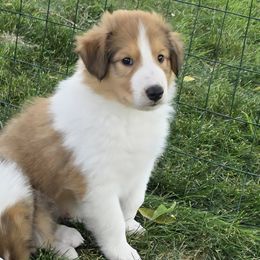 Sundance's Titus-Stratus - Sable and white male Collie puppy in Rapid City, South Dakota from Sundance Scottish-Colleys