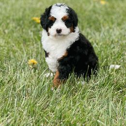 Bernedoodle and Cavapoochon Puppies from This is Doodles