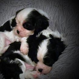 Cavalier King Charles Spaniel Puppies from Krawczyk's House of Cavaliers