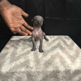 Tink - Blue female Peruvian Inca Orchid puppy in Atlanta, Georgia from La Siren