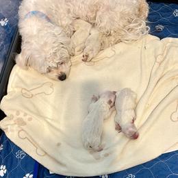 Boy 2 - White and buff male Bichon Frise puppy in Lavon, Texas from Sissy’s Heavenly Paws