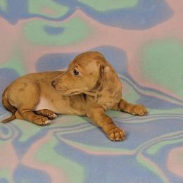 Dachshund Puppies from Newbern's Nuggets