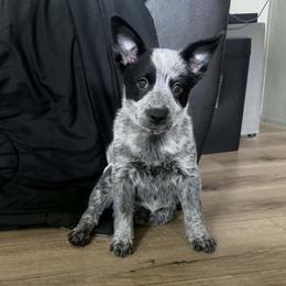Brizo (ASDR) - Blue speckled female Australian Cattle Dog puppy in Marana, Arizona from Impact 3rd Australian Cattle Dogs