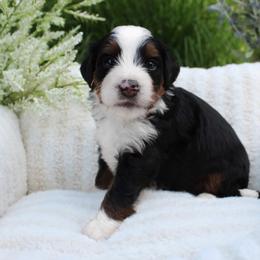 Lego - Tri-color male Bernedoodle puppy in Perrysville, Ohio from Pleasant Valley Bernedoodles