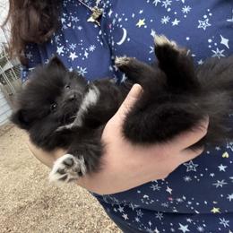 Truffle - Black parti female Pomeranian puppy in Newport News, Virginia from Itty Bitty Poms