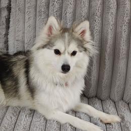 Zari - Pomsky