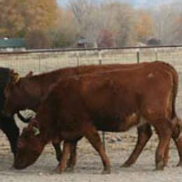 Australian Shepherds and Border Collies from Lisa Edwards's Australian Shepherds and Border Collies