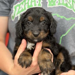 Allie - Black phantom female Aussiedoodle puppy in Lancaster, Minnesota from Finney Ranch