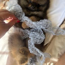 Little Walnut - Orange sable male Pomeranian puppy in Sacramento, California from Carousel Poodles & Pomeranians