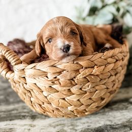 Snap - Apricot female Cavapoo puppy in Idaho Falls, Idaho from Freckle Paw Family