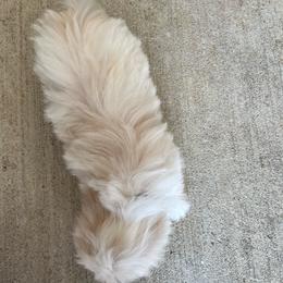 Havanese Puppies from Havanese Puppies of the Northshore