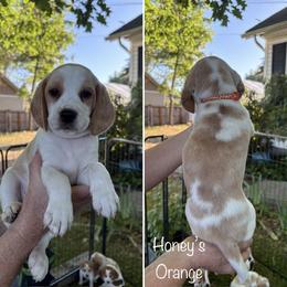Honeys Orange - Lemon and white female Beagle puppy in Brownsville, Oregon from Beagles on the Run