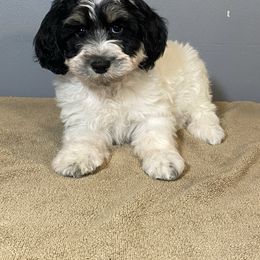 Boy1 - White male Poodle puppy in Oneida, Tennessee from Pippa’s Promise