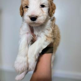 Mopple - Brown and white male Sheepadoodle puppy in Cornelia, Georgia from Yates Family Farm