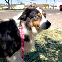 Echo - Miniature Australian Shepherd