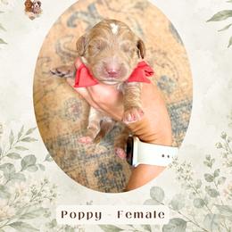 Poppy - Red  female Goldendoodle puppy in Atlanta, Georgia from Teddy Puppies