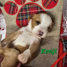 Kenji - Gray and white male Tibetan Terrier puppy in Dorena, Oregon from Angel Tibetans Of Oregon