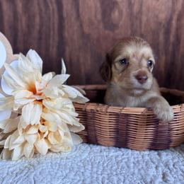 Benjamin Bunny - Cream male Dachshund puppy in Dothan, Alabama from Little House Pups